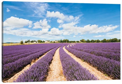 Lavender Field In Summer, Provence, France Canvas Art Print - Lavender Art