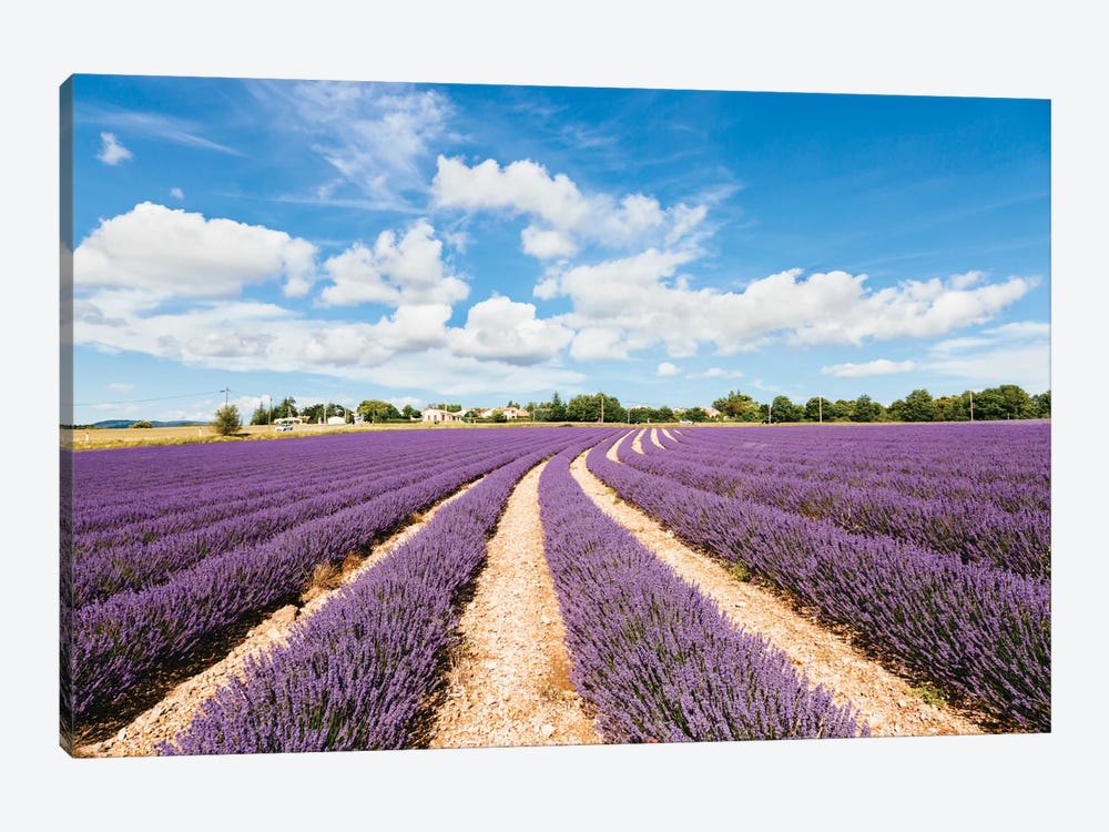 Lavender Field In Summer, Provence, France by Matteo Colombo 1-piece Canvas Print