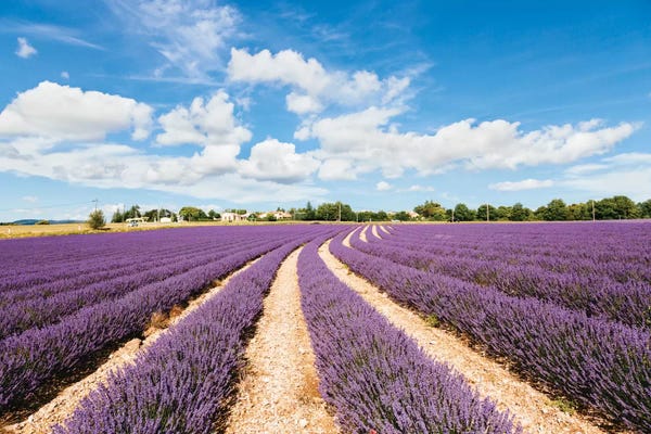 Herbs: Lavender Field In Summer, Provence, France by Matteo Colombo
