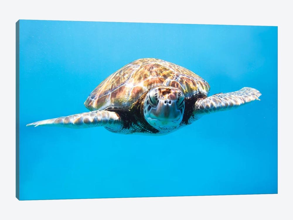 Sea Turtle II by Matteo Colombo 1-piece Canvas Print