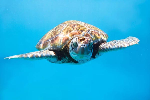 Matteo Colombo: Sea Turtle II by Matteo Colombo