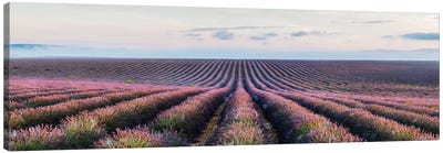 Lavender Field, Provence, France Canvas Art Print - Pantone Ultra Violet 2018