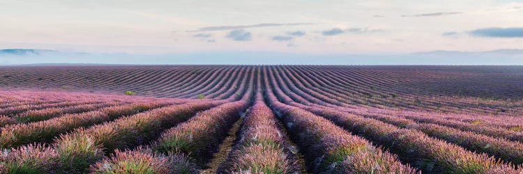 Lavender Field, Provence, France