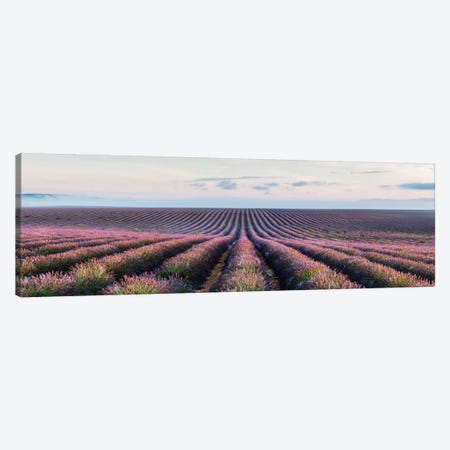 Lavender Field, Provence, France Canvas Print #TEO51} by Matteo Colombo Art Print