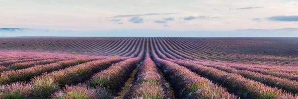 Herbs: Lavender Field, Provence, France by Matteo Colombo