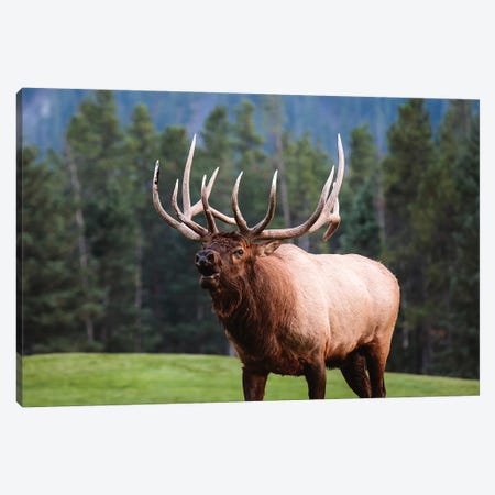 Bull Elk, Canada I Canvas Print #TEO549} by Matteo Colombo Art Print