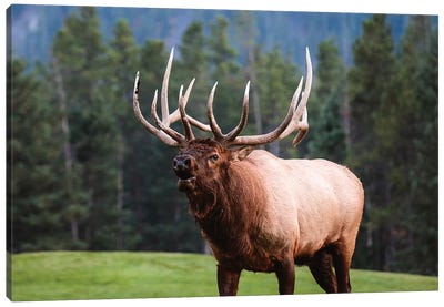 Bull Elk, Canada I Canvas Art Print - Elk Art