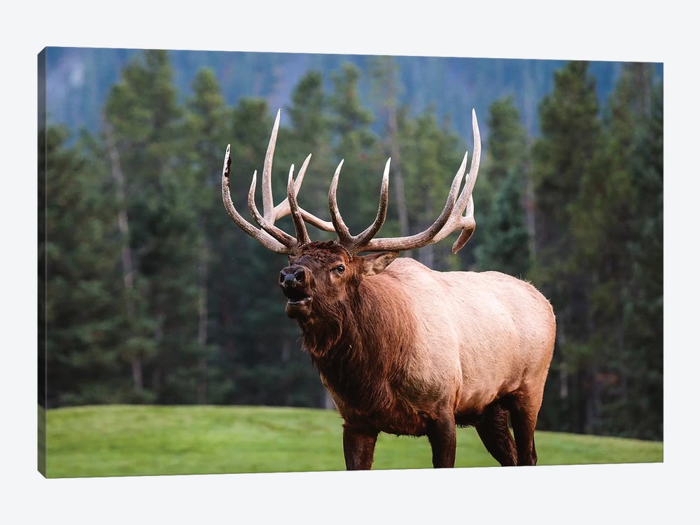 Bull Elk, Canada I by Matteo Colombo 1-piece Canvas Print