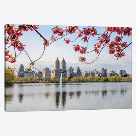 Cherry Blossom In Central Park, New York City I Canvas Print #TEO559} by Matteo Colombo Canvas Wall Art