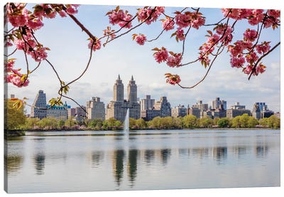 Cherry Blossom In Central Park, New York City I Canvas Art Print