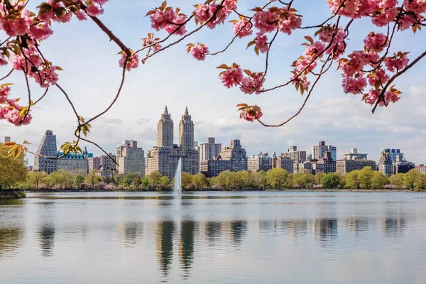 Fountains: Cherry Blossom In Central Park, New York City I by Matteo Colombo
