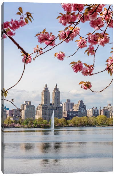 Cherry Blossom In Central Park, New York City II Canvas Art Print - Fountain Art
