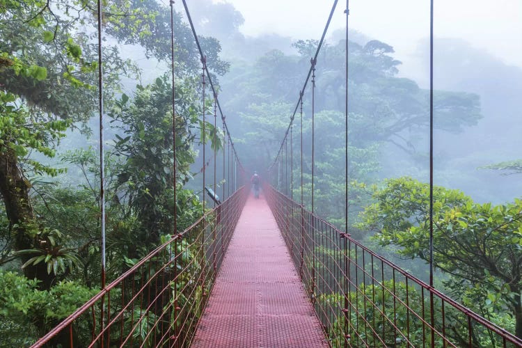 Man On A Suspension Bridge, Monteverde Cloud Forest Reserve, Costa Rica