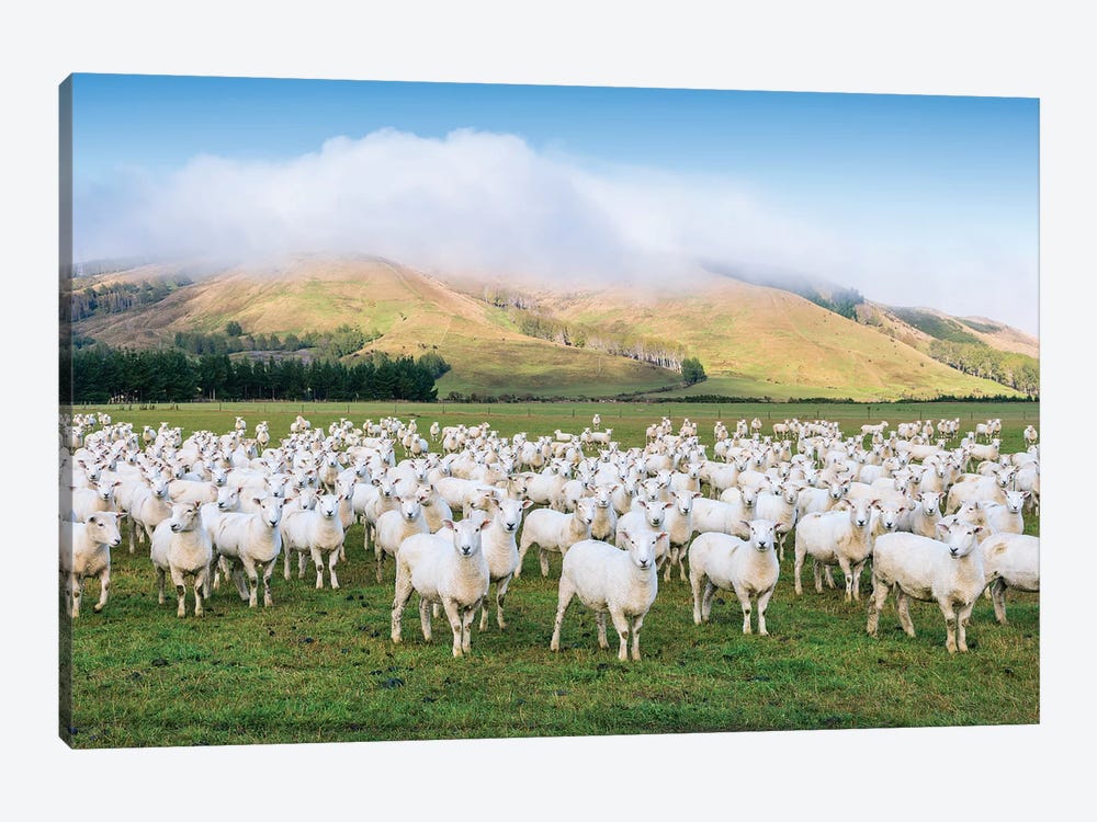 Flock Of Sheep, New Zealand by Matteo Colombo 1-piece Canvas Wall Art
