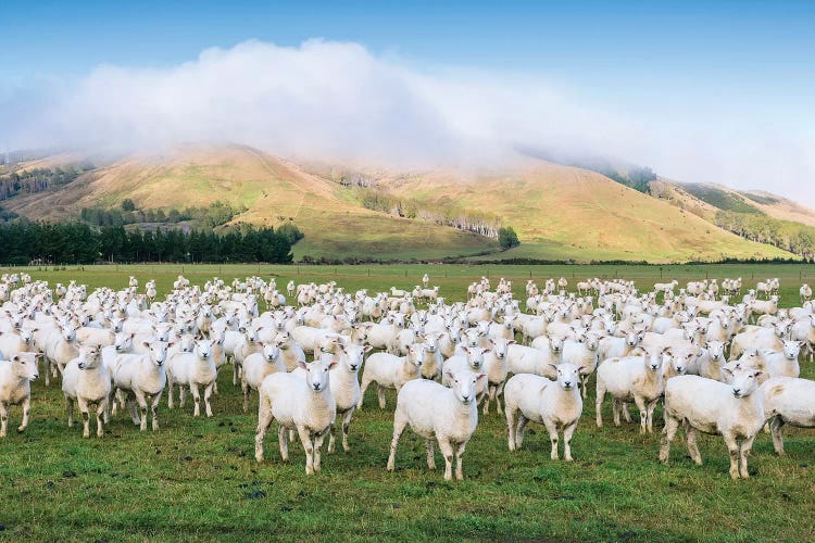 Flock Of Sheep, New Zealand