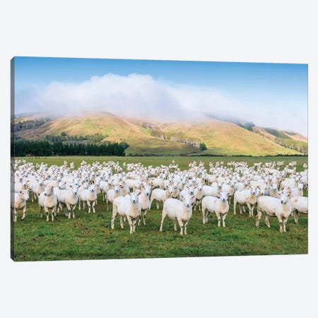 Flock Of Sheep, New Zealand Canvas Print #TEO575} by Matteo Colombo Canvas Art Print
