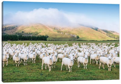 Flock Of Sheep, New Zealand Canvas Art Print - New Zealand Art