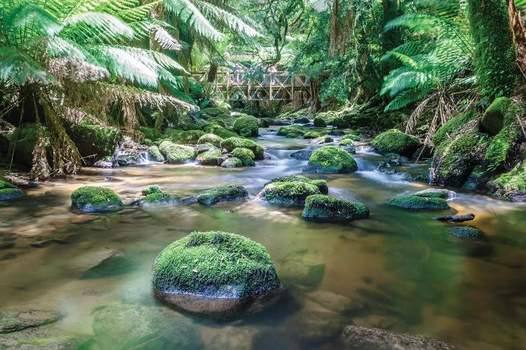 In The Tasmanian Rainforest, Australia