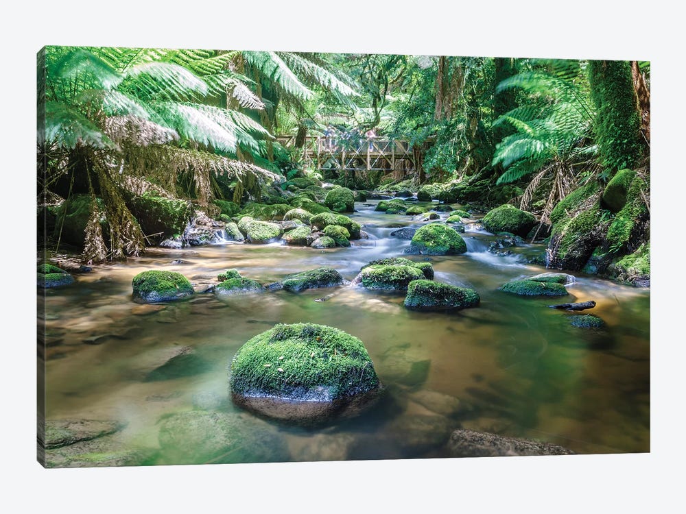 In The Tasmanian Rainforest, Australia by Matteo Colombo 1-piece Art Print