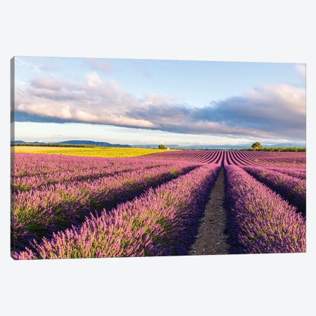 Lavender Field At Sunrise, Provence Canvas Print #TEO592} by Matteo Colombo Canvas Art