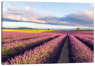 Lavender Field At Sunrise, Provence Canvas Art Print - Provence