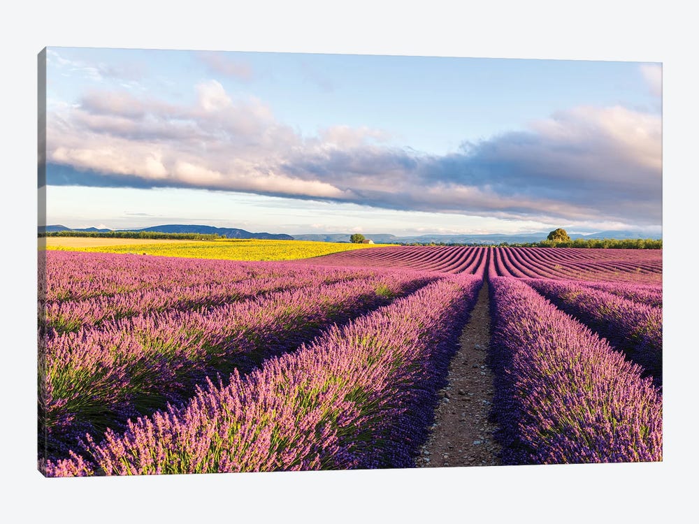Lavender Field At Sunrise, Provence by Matteo Colombo 1-piece Art Print