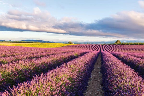 Herbs: Lavender Field At Sunrise, Provence by Matteo Colombo