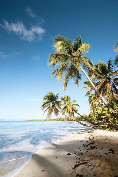 Caribbean: Les Salines Beach In Martinique by Matteo Colombo