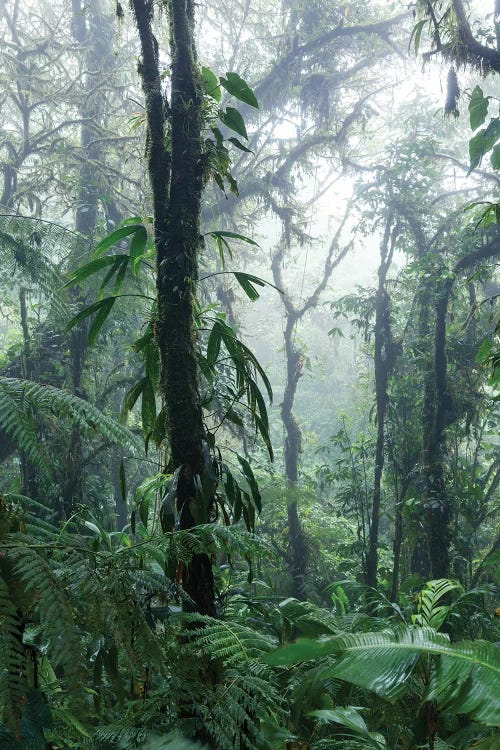 Monteverde Cloud Forest, Costa Rica