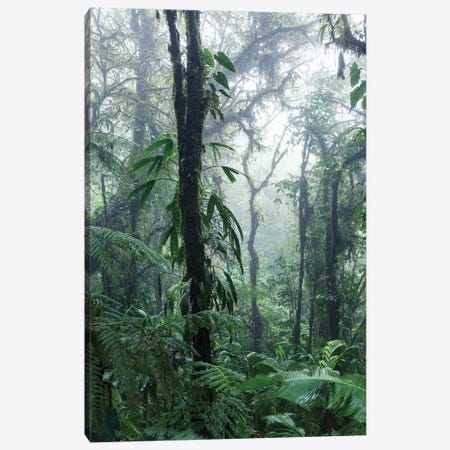 Monteverde Cloud Forest, Costa Rica Canvas Print #TEO610} by Matteo Colombo Canvas Art Print