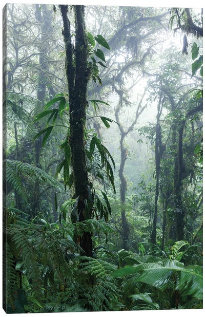 Monteverde Cloud Forest, Costa Rica Canvas Art Print - Costa Rica Art