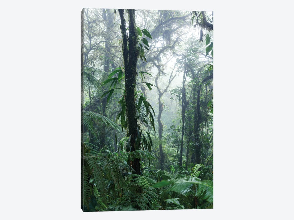 Monteverde Cloud Forest, Costa Rica by Matteo Colombo 1-piece Canvas Art Print