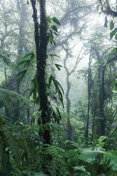 Central America: Monteverde Cloud Forest, Costa Rica by Matteo Colombo