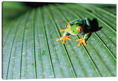 Red Eyed Tree Frog, Costa Rica Canvas Art Print - Frog Art
