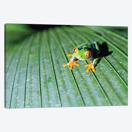 Red Eyed Tree Frog, Costa Rica Canvas Print #TEO623} by Matteo Colombo Canvas Art