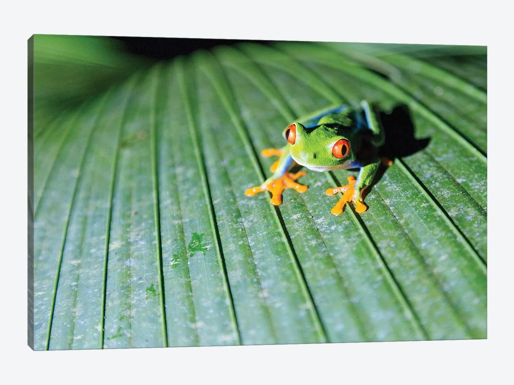 Red Eyed Tree Frog, Costa Rica by Matteo Colombo 1-piece Art Print