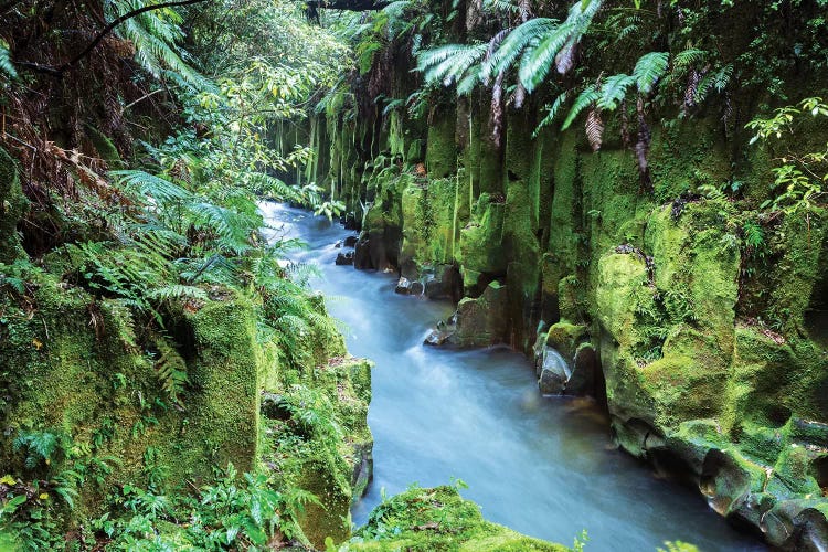 Whirinaki Forest, New Zealand