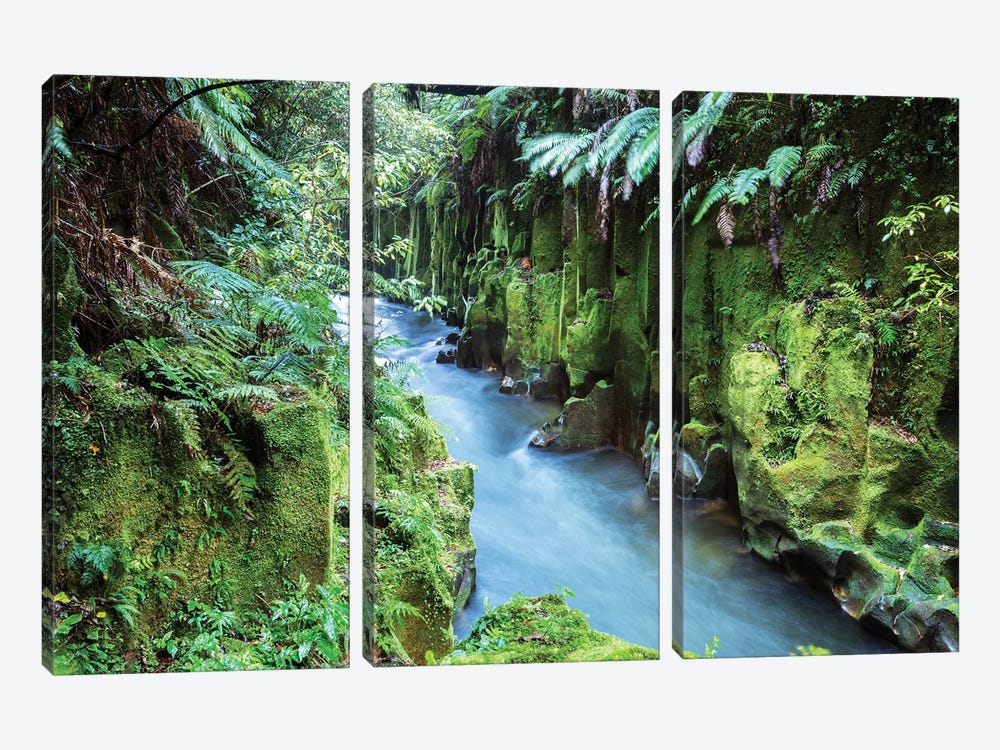 Whirinaki Forest, New Zealand by Matteo Colombo 3-piece Canvas Wall Art