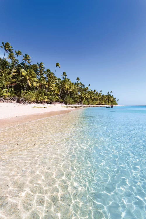 Palm Tree Laden Beach, Republic Of Fiji