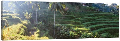 Rice Terraces Of Bali I Canvas Art Print - Bali