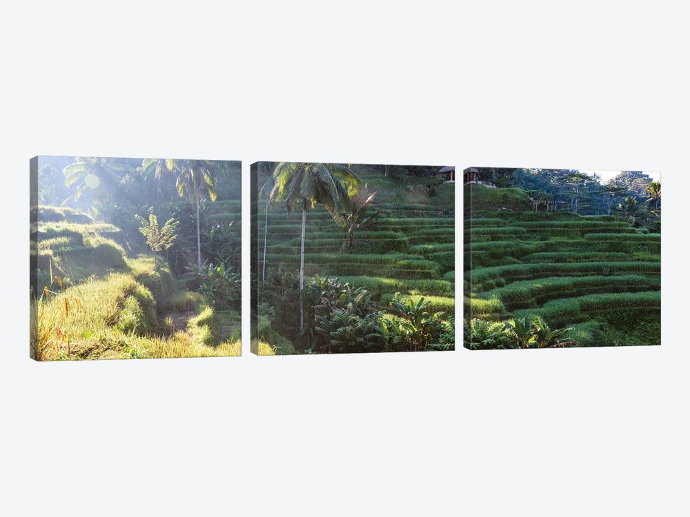Rice Terraces Of Bali I by Matteo Colombo 3-piece Art Print