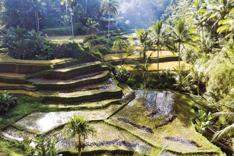 Rice Terraces Of Bali II