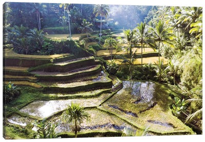 Rice Terraces Of Bali II Canvas Art Print