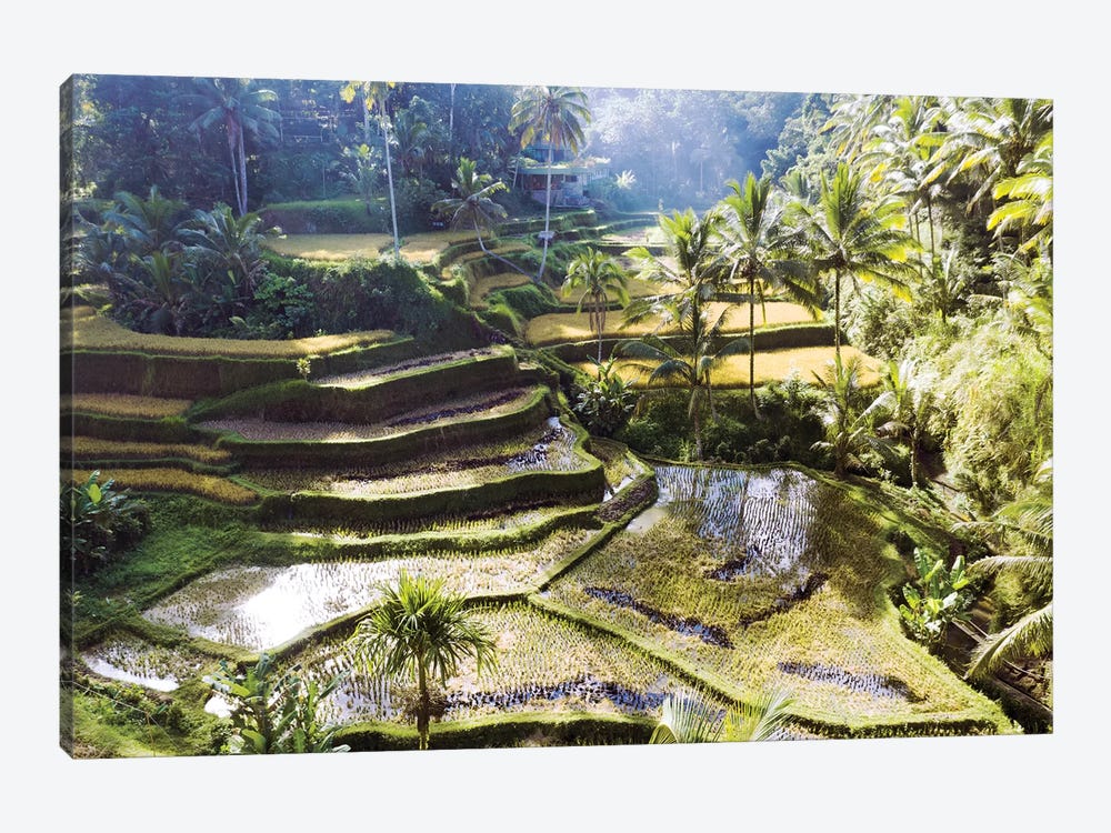 Rice Terraces Of Bali II by Matteo Colombo 1-piece Canvas Artwork