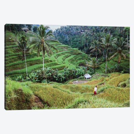 Rice Terraces Of Bali III Canvas Print #TEO735} by Matteo Colombo Canvas Print