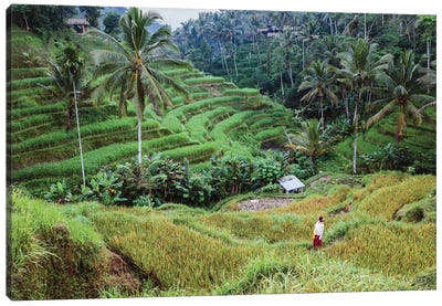 Rice Terraces Of Bali III Canvas Art Print