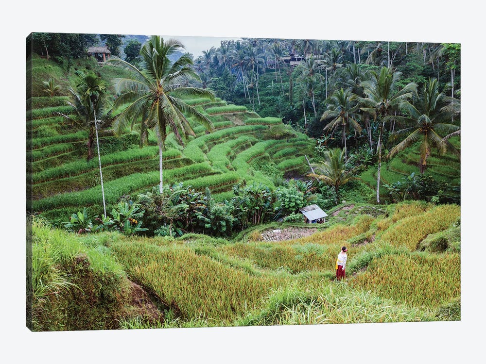 Rice Terraces Of Bali III by Matteo Colombo 1-piece Canvas Art Print