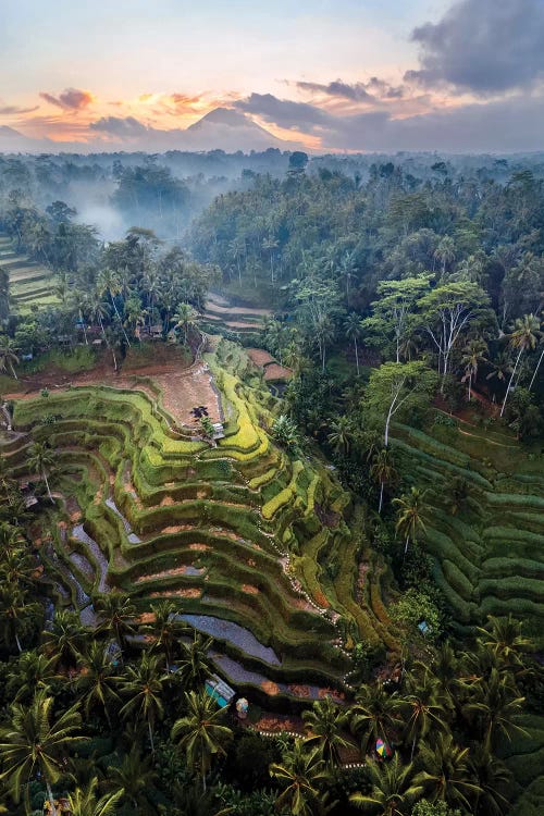 Rice Terraces Of Bali IV