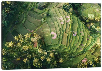 Bali Rice Paddies Aerial II Canvas Art Print - Bali