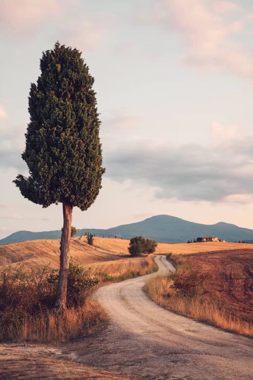 Rural Road With Cypress Tree, Tuscany, Italy